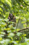 northern long-eared owl