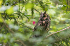 northern long-eared owl