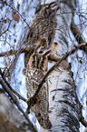 long-eared owl