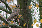 northern long-eared owl