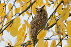 northern long-eared owl