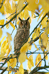 northern long-eared owl
