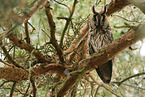 northern long-eared owl