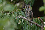northern long-eared owl