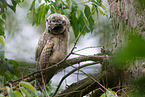 northern long-eared owl