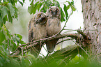 northern long-eared owls