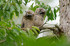 northern long-eared owls
