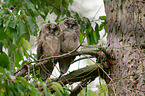 northern long-eared owls