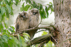 northern long-eared owls