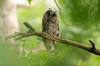 northern long-eared owl