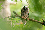 northern long-eared owl
