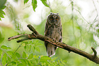 northern long-eared owl