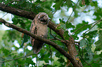 northern long-eared owl