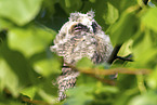 northern long-eared owl