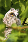 northern long-eared owl