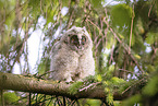 northern long-eared owl