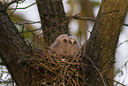 long-eared owl