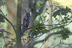 long-eared owl