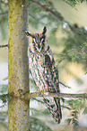 long-eared owl