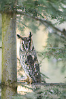 long-eared owl