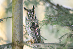 long-eared owl