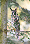 long-eared owl