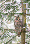 long-eared owl