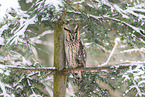 long-eared owl