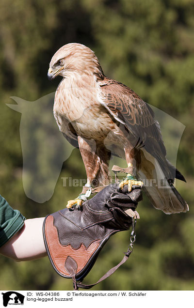 Adlerbussard / long-legged buzzard / WS-04386