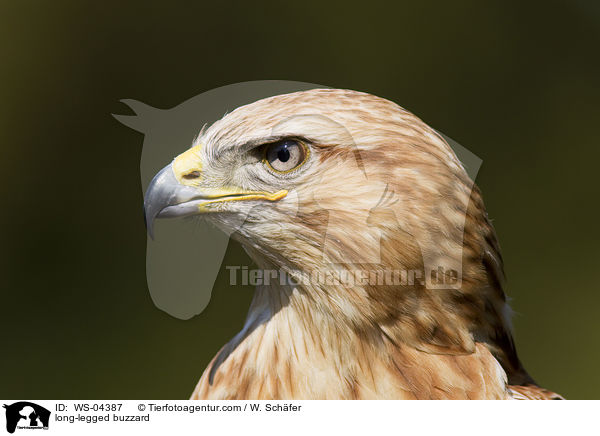 long-legged buzzard / WS-04387