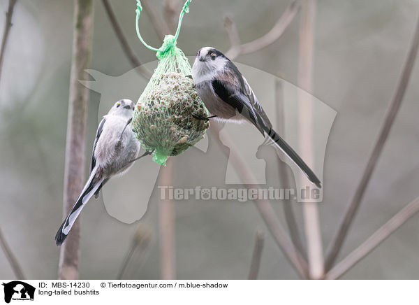 Schwanzmeisen / long-tailed bushtits / MBS-14230