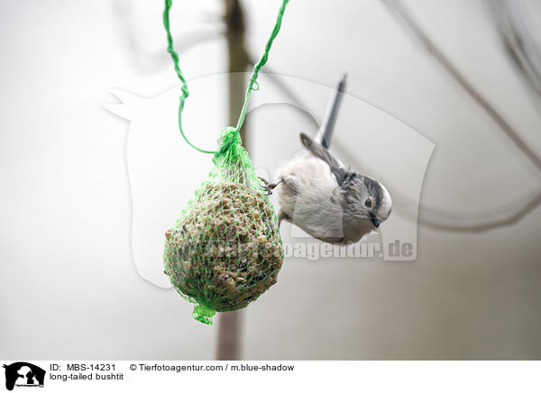 Schwanzmeise / long-tailed bushtit / MBS-14231