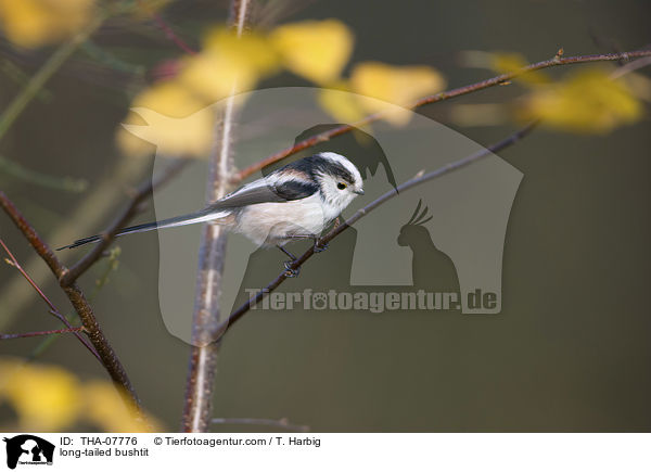 Schwanzmeise / long-tailed bushtit / THA-07776