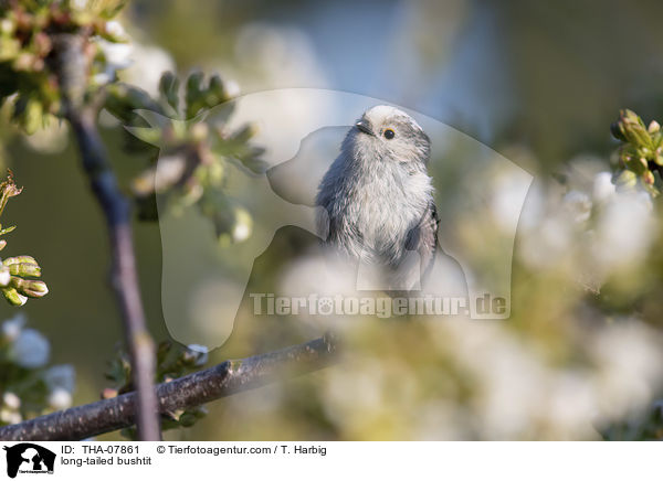 Schwanzmeise / long-tailed bushtit / THA-07861