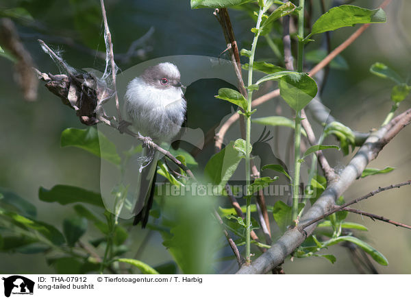 Schwanzmeise / long-tailed bushtit / THA-07912