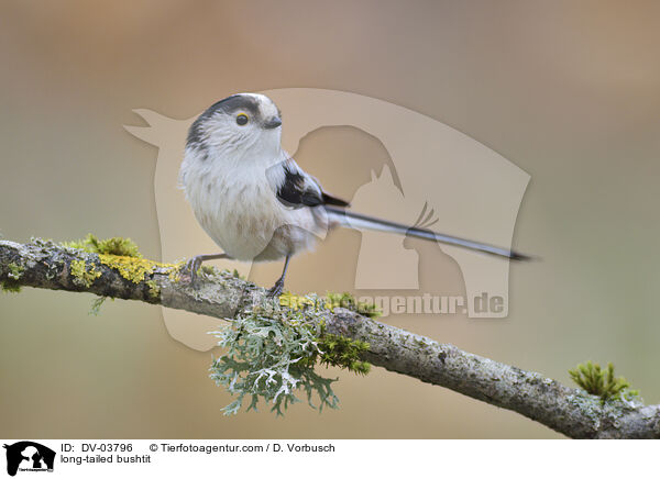 long-tailed bushtit / DV-03796