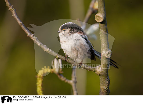 Schwanzmeise / long-tailed bushtit / SO-03298