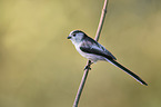 Long-tailed Bushtit
