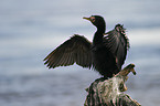 reed cormorant