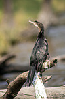 sitting Long-tailed Cormorant