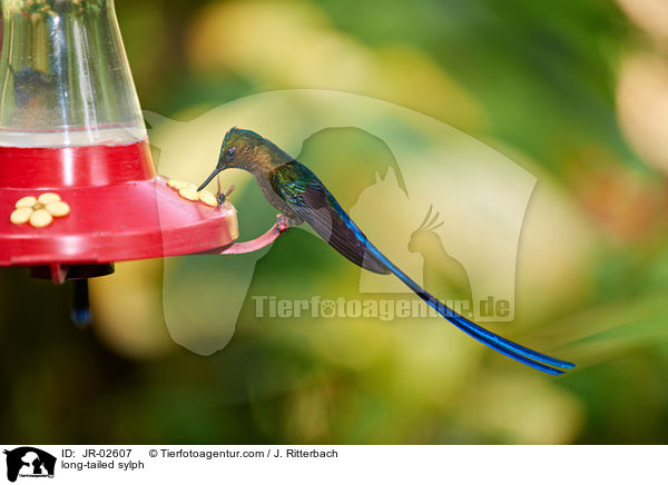 Himmelssylphe / long-tailed sylph / JR-02607