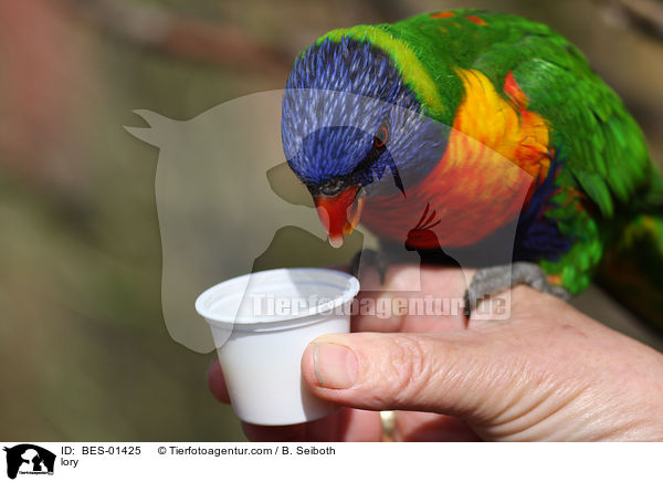 lory / BES-01425