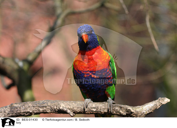 Lori / lory / BES-01430