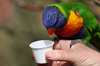 lory