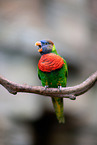 lory