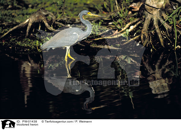 Dreifarbenreiher / tricolored heron / PW-01438