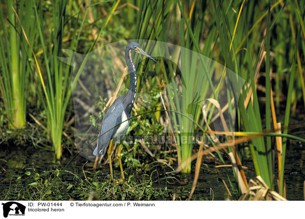 Dreifarbenreiher / tricolored heron / PW-01444