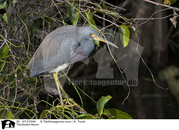 Tricolored Heron / AT-01046