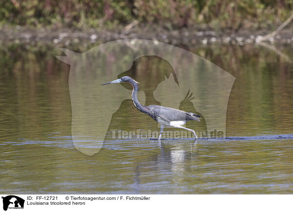 Dreifarbenreiher / Louisiana tricolored heron / FF-12721