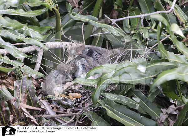 Dreifarbenreiher / Louisiana tricolored heron / FF-13084